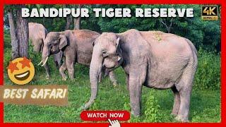 BANDIPUR TIGER RESERVE and NATIONAL PARK | BEST JUNGLE SAFARI ?  | Safari Explorer | EP - 8