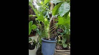 Philodendron mexicanum.#justmeneena