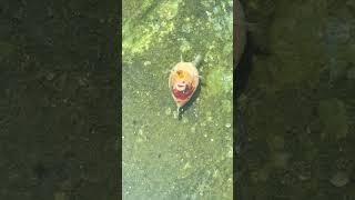 When it looks up at the sky, I know it won't live long. #koi #goldfish #fish #freshwater #doitsu