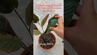Top 3 Calathea Plant Care Tips for Larger Plants and Preventing Brown Leaves