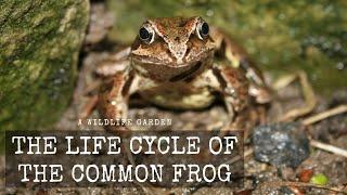 The Life Cycle of the Common Frog (Rana temporaria)