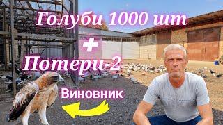 Голуби 1000 шт неудачный гон