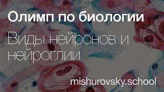 Нейроны и нейроглия | Олимпиадная биология