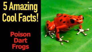 5 Fascinating Facts About Poison Dart Frogs