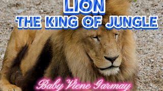 LION THE KING OF JUNGLE,,,#lion#animals