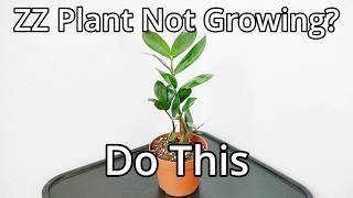 How To Make Your ZZ Plant Grow Faster