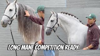 HOW TO GET AN EXTREMELY LONG MANE INTO COMPETITION PLAITS