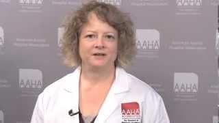 Why choose accredited veterinary care for your pet?