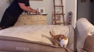 Cat Launched By Owner's Air Mattress