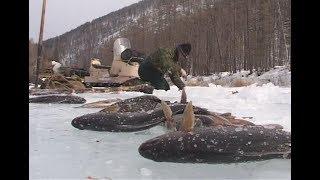 Winter fishing in the mountains of Baikal region.There will sure be fish, Mikhalich! Russia