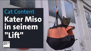 Kater Miso ist Social-Media-Star | Abendschau | BR24