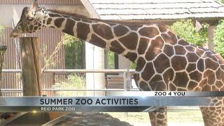 Zoo 4 U: Jed Dodds explains what fun activities you can expect this summer at Reid Park Zoo