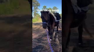 Hiking with my mini horse Jasper McTavish!