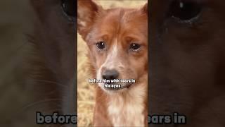 Don’t let them separate, he will cry  #shortvideo #shorts #animals