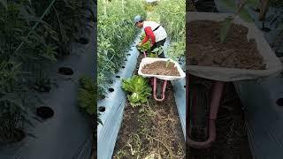 #petani mandiri