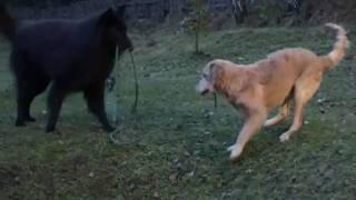 Timber Belgian Shepherd Dog (Groenendael) Golden Kasper playing