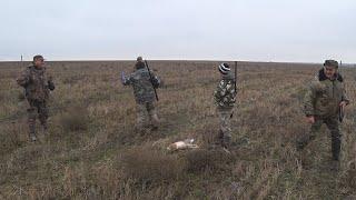 Коллективная охота на зайца. Взяли 9 зайцев на одном участке!!! Collective hunting for a hare.