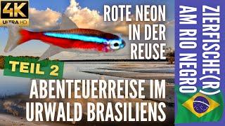 Zierfische(r) am Rio Negro 2 | Rote Neon in der Reuse | Abenteuerreise im Urwald Brasiliens | 4K