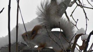 Squirrel eating snow after finishing with the nut