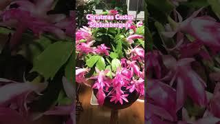 Christmas cactus indoor plants #schlumbergera #indoorplants #pink #flower #canada #laniwonderwoman