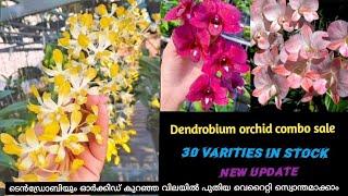 DENDROBIUM COMBO OFFER SALE NEW VARITIES 100 TO 125  BUY ANY 5 PLANTS