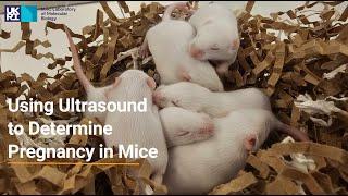 Using Ultrasound to Detect Pregnancy in Mice