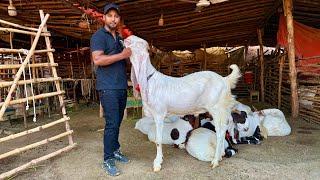 Eid K Bad Mandi Ki Pahli Video Shahpur Kanjra Mandi Main koi Maal Nahi Hai Mazhar Biba Official