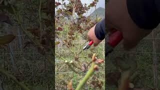 Pruning roses