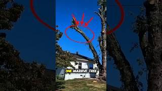 This is why you need an Arborist  #gardening #arborist #ytshorts