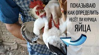 Наглядно показываю, как определить НЕСЁТ ли КУРИЦА ЯЙЦА