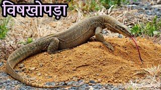 विषखोपड़ा के काट लेने पर क्या होता है । Monitor Lizard (part-2)