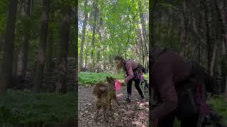 Муди Одиссея - ловля бабочки освоена #dogfrisbee #dogtraining #frisbeedog