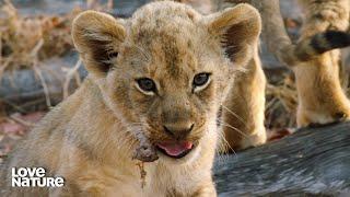 Baby Lion Cubs Get Their First Taste of Meat! | Love Nature