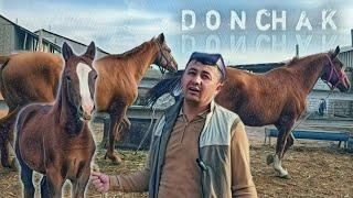 МАНА КУЛУНЛИ БИЯ.. BOGOZ BIYALAR DONCHAK. БИЯЛАР СОТИЛАДИ.(Mus Tv)(OT)