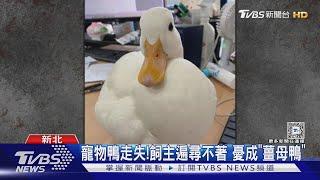 寵物鴨走失! 飼主遍尋不著 憂成「薑母鴨」｜TVBS新聞 @TVBSNEWS01