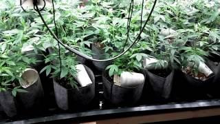 How To Automate Your Marijuana Plant Feeding