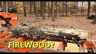 Mushroom covered Hickory on the sawmill