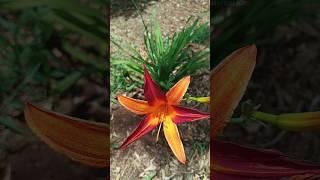 Hemerocallis fulva | The Orange day-lily | Tawny daylily