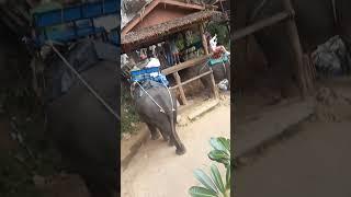 Thailand Krabi Elephant Trip