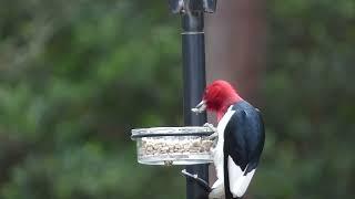 A rare visitor for my backyard. . . the Red Headed Woodpecker!