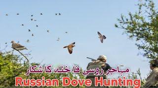 Dove Hunting In Pakistan 2024 | Russian Khabootar Ka Shikar#animals #sports #hunting #shikar#birds