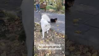 dogs welcoming German shepherd