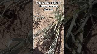 Rare native plant pitchers thistle also known as Cirsium pitcheri!
