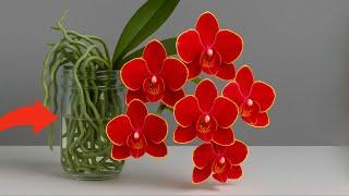 How to grow orchids without watering - Flowers bloom continuously all year round