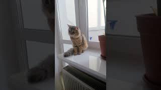 Hey close it! | Nafantik  #cat