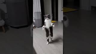 설이 걷다 #고양이 #고양이일상 #고양이브이로그 #집사 #설이 #귀요미 #냥이