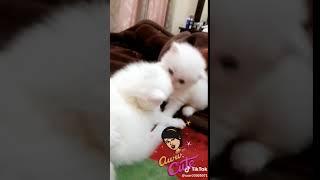 Funny tiktok video by Waqas Zafar