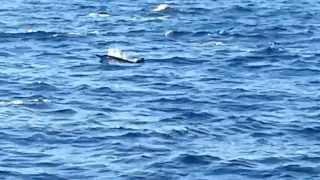 Common Dolphins Newport Beach.