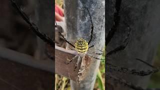 Spider never seen before ️️|amazing spider #spider #caughtoncamera