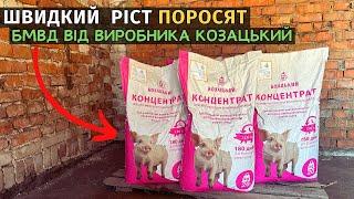 ШВИДКИЙ РІСТ СВИНЕЙ! Закупив партію Бмвд "Козацький" для відгодівлі поросят. Бізнес на свинях!